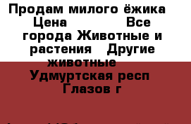 Продам милого ёжика › Цена ­ 10 000 - Все города Животные и растения » Другие животные   . Удмуртская респ.,Глазов г.